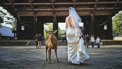 女人的婚纱站在鹿
